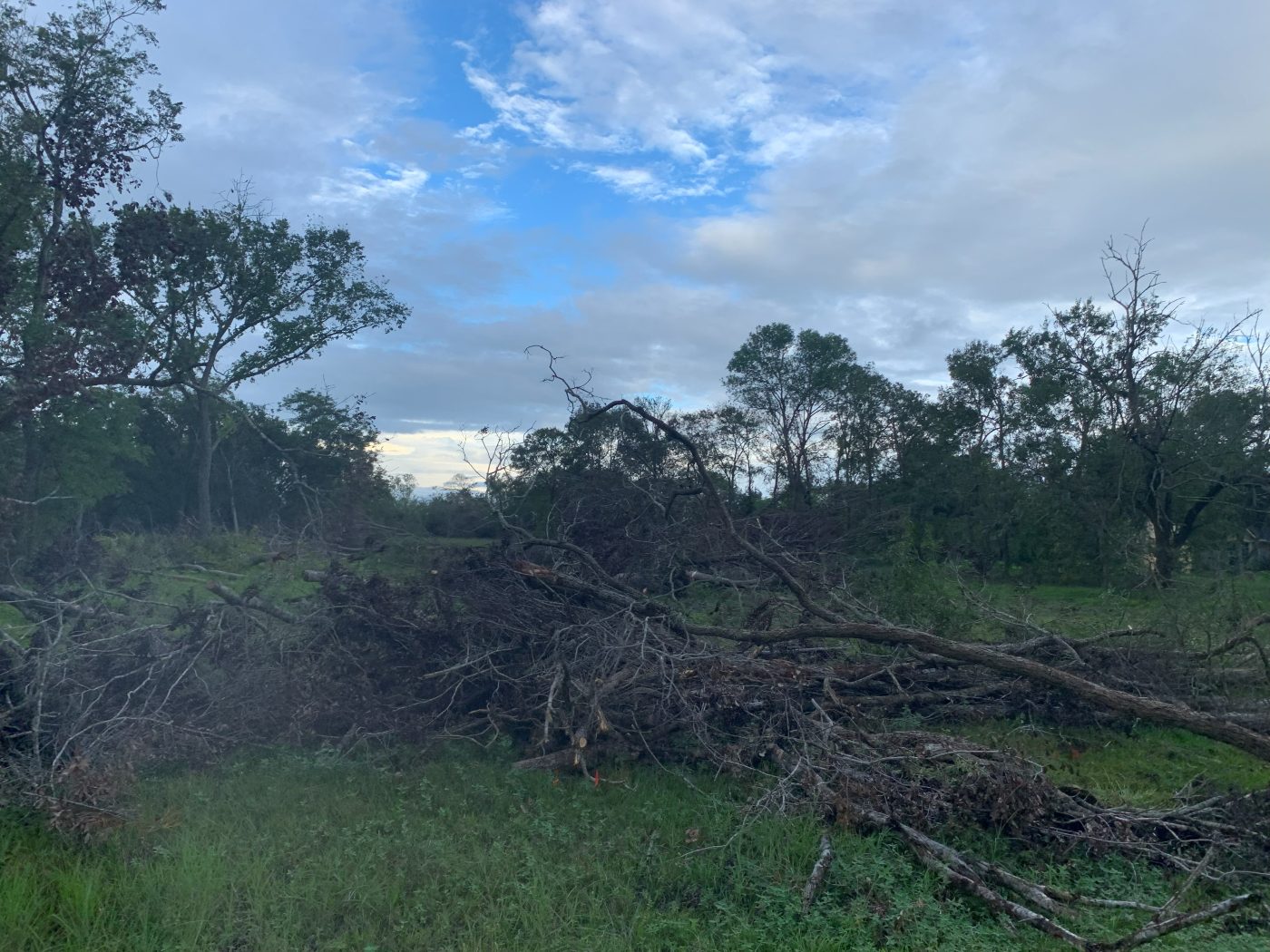 Storm-downed trees gathered for removal